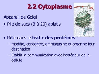 2.2 Cytoplasme
Appareil de Golgi
• Pile de sacs (3 à 20) aplatis
• Rôle dans le trafic des protéines :
– modifie, concentre, emmagasine et organise leur
destination
– Établit la communication avec l’extérieur de la
cellule
 