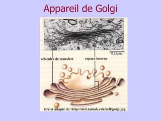 Appareil de Golgi
 