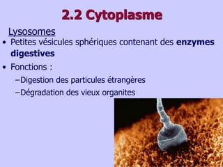 2.2 Cytoplasme
Lysosomes
• Petites vésicules sphériques contenant des enzymes
digestives
• Fonctions :
–Digestion des particules étrangères
–Dégradation des vieux organites
 