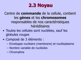 2.3 Noyau
Centre de commande de la cellule, contient
les gènes et les chromosomes
responsables de nos caractéristiques
héréditaires
• Toutes les cellules sont nucléées, sauf les
globules rouges
• Composé de 3 éléments :
– Enveloppe nucléaire (membrane) et nucléoplasme
– Nombre variable de nucléoles
– Chromatine
 