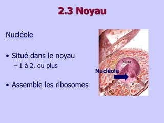2.3 Noyau
Nucléole
• Situé dans le noyau
– 1 à 2, ou plus
• Assemble les ribosomes
Nucléole
 