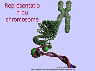 Représentatio
n du
chromosome
 
