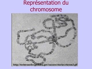 Représentation du
chromosome
 