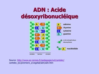 ADN : Acide
désoxyribonucléique
Source: http://www.ac-rennes.fr/pedagogie/svt/cartelec/
cartelec_lyc/premiere_s/vegetal/adn/adn.htm
 