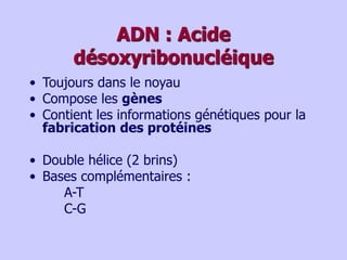 ADN : Acide
désoxyribonucléique
• Toujours dans le noyau
• Compose les gènes
• Contient les informations génétiques pour la
fabrication des protéines
• Double hélice (2 brins)
• Bases complémentaires :
A-T
C-G
 