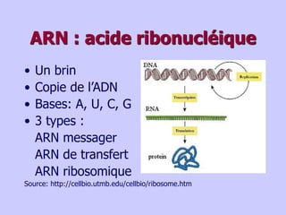 ARN : acide ribonucléique
• Un brin
• Copie de l’ADN
• Bases: A, U, C, G
• 3 types :
ARN messager
ARN de transfert
ARN ribosomique
Source: http://cellbio.utmb.edu/cellbio/ribosome.htm
 