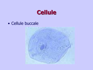 Cellule
• Cellule buccale
 