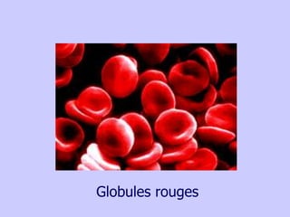 Globules rouges
 