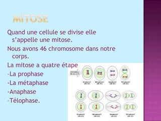 MitoseQuand une cellule se divise elle s’appelle une mitose.Nous avons 46 chromosome dans notre corps.La mitose a quatre étape –La prophase-La métaphase -Anaphase–Télophase.