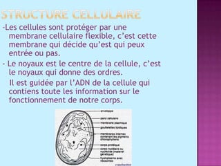 Structure cellulaire-Les cellules sont protéger par une membrane cellulaire flexible, c’est cette membrane qui décide qu’est qui peux entrée ou pas.- Le noyaux est le centre de la cellule, c’est le noyaux qui donne des ordres.   Il est guidée par l’ADN de la cellule qui contiens toute les information sur le fonctionnement de notre corps.