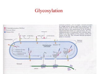 Glycosylation
 