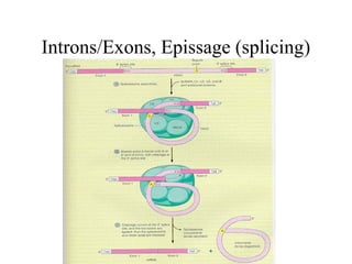 Introns/Exons, Epissage (splicing)
 