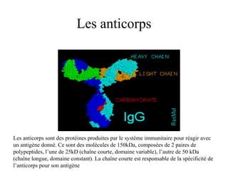 Les anticorps
Les anticorps sont des protéines produites par le système immunitaire pour réagir avec
un antigène donné. Ce sont des molécules de 150kDa, composées de 2 paires de
polypeptides, l’une de 25kD (chaîne courte, domaine variable), l’autre de 50 kDa
(chaîne longue, domaine constant). La chaîne courte est responsable de la spécificité de
l’anticorps pour son antigène
 