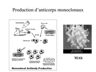 Production d’anticorps monoclonaux
MAb
 