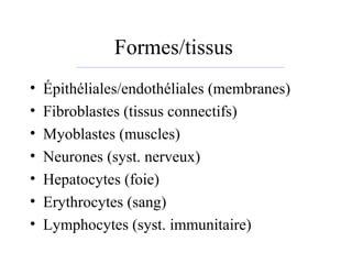 Formes/tissus
• Épithéliales/endothéliales (membranes)
• Fibroblastes (tissus connectifs)
• Myoblastes (muscles)
• Neurones (syst. nerveux)
• Hepatocytes (foie)
• Erythrocytes (sang)
• Lymphocytes (syst. immunitaire)
 