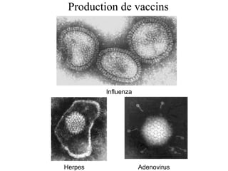 Influenza
Herpes Adenovirus
Production de vaccins
 