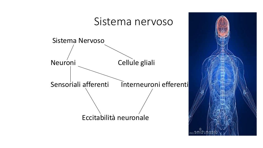 Cellule E Organi Sensibili A Stimoli Luminosi