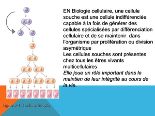EN Biologie cellulaire, une cellule
souche est une cellule indifférenciée
capable à la fois de générer des
cellules spécialisées par différenciation
cellulaire et de se maintenir dans
l’organisme par prolifération ou division
asymétrique
Les cellules souches sont présentes
chez tous les êtres vivants
multicellulaires
Elle joue un rôle important dans le
maintien de leur intégrité au cours de
la vie.
Figure 3-17) cellule Souche
 