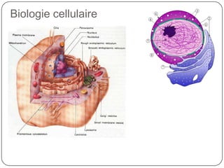 Les cellules sont construis avec plusieurs organites :mitochondries, cytoplasme, lysosomes, vacuoles, réticulum endoplasmique, appareil de golgi et ribosomesStructure cellulaire