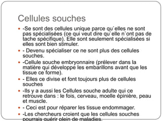 Cellules souches-Se sont des cellules unique parce qu`elles ne sont pas spécialisées (ce qui veut dire qu`elle n`ont pas de tache spécifique). Elle sont seulement spécialisées si elles sont bien stimuler.- Devenu spécialiser ce ne sont plus des cellules souches. -Cellule souche embryonnaire (prélever dans la matière qui développe les embarillons avant que les tissue ce forme).- Elles ce divise et font toujours plus de cellules souches-Ils y a aussi les Cellules souche adulte qui ce retrouve dans : le fois, cerveau, moelle épinière, peau et muscle.- Ceci est pour réparer les tissue endommager.-Les chercheurs croient que les cellules souches pourrais guérir plein de maladies.-Pourrais être cultiver pour remplacer des membre.