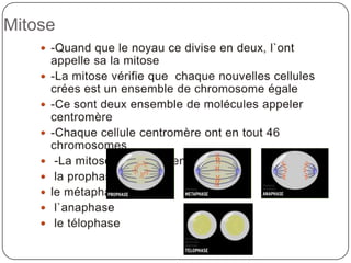 Mitose-Quand que le noyau ce divise en deux, l`ont appelle sa la mitose-La mitose vérifie que  chaque nouvelles cellules crées est un ensemble de chromosome égale-Ce sont deux ensemble de molécules appeler centromère-Chaque cellule centromère ont en tout 46 chromosomes -La mitose ce produit en 4 étapes : la prophasele métaphase l`anaphase le télophase  