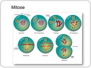 Mitose