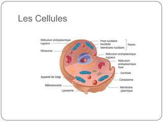 Les Cellules 