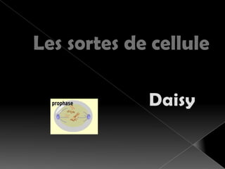 Les sortes de cellule Daisy 