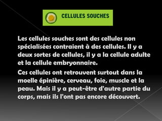 Les cellules souches sont des cellules non spécialisées contraient à des cellules. Il y a deux sortes de cellules, il y a la cellule adulte et la cellule embryonnaire. Ces cellules ont retrouvent surtout dans la moelle épinière, cerveau, foie, muscle et la peau. Mais il y a peut-être d'autre partie du corps, mais ils l'ont pas encore découvert. 