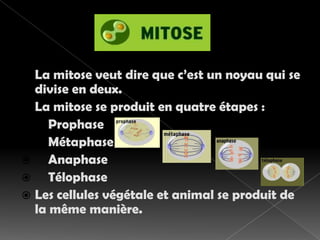 La mitose veut dire que c’est un noyau qui se divise en deux.La mitose se produit en quatre étapes :  Prophase MétaphaseAnaphaseTélophaseLes cellules végétale et animal se produit de la même manière.