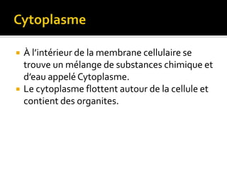 CytoplasmeÀ l’intérieur de la membrane cellulaire se trouve un mélange de substances chimique et d’eau appelé Cytoplasme.Le cytoplasme flottent autour de la cellule et contient des organites.