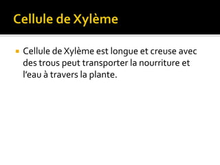 Cellule de XylèmeCellule de Xylème est longue et creuse avec des trous peut transporter la nourriture et l’eau à travers la plante.