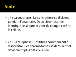 Suite3 e : La anaphase : Le centromère se divisent pendant l’anaphase. Deux chromosomes identique se sépare et vont de chaque coté de la cellule.4 e : La télophase : Les fibres commencent à disparaître. Les chromosomes se déroulent et deviennent plus difficile a voir.