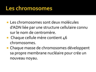 Les chromosomesLes chromosomes sont deux molécules d’ADN liée par une structure cellulaire connu sur le nom de centromère. Chaque cellule mère contient 46 chromosomes.Chaque masse de chromosomes développent sa propre membrane nucléaire pour crée un nouveau noyau.