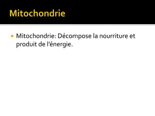 MitochondrieMitochondrie: Décompose la nourriture et produit de l’énergie.