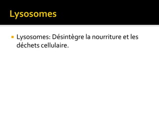 LysosomesLysosomes: Désintègre la nourriture et les déchets cellulaire.