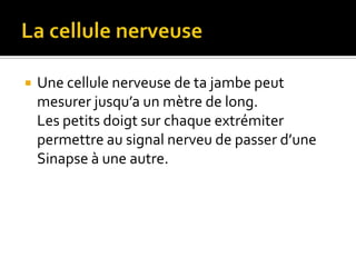 La cellule nerveuseUne cellule nerveuse de ta jambe peut mesurer jusqu’a un mètre de long.Les petits doigt sur chaque extrémiter permettre au signal nerveu de passer d’une Sinapse à une autre.