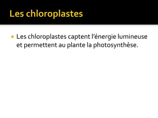 Les chloroplastesLes chloroplastes captent l’énergie lumineuse et permettent au plante la photosynthèse.