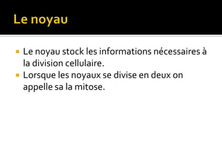 Le noyauLe noyau stock les informations nécessaires à la division cellulaire.Lorsque les noyaux se divise en deux on appelle sa la mitose.