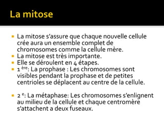 La mitoseLa mitose s’assure que chaque nouvelle cellule crée aura un ensemble complet de chromosomes comme la cellule mère.La mitose est très importante.Elle se déroulent en 4 étapes. 1 ère: La prophase : Les chromosomes sont visibles pendant la prophase et de petites centrioles se déplacent au centre de la cellule.2 e: La métaphase: Les chromosomes s’enlignent au milieu de la cellule et chaque centromère s’attachent a deux fuseaux.