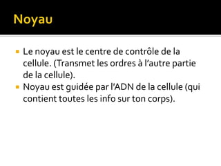 NoyauLe noyau est le centre de contrôle de la cellule. (Transmet les ordres à l’autre partie de la cellule).Noyau est guidée par l’ADN de la cellule (qui contient toutes les info sur ton corps).