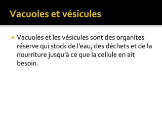 Vacuoles et vésiculesVacuoles et les vésicules sont des organites réserve qui stock de l’eau, des déchets et de la nourriture jusqu’à ce que la cellule en ait besoin.