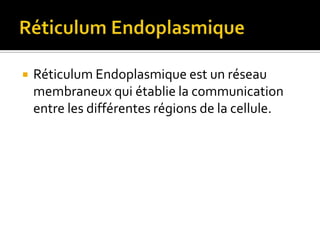 Réticulum EndoplasmiqueRéticulum Endoplasmique est un réseau membraneux qui établie la communication entre les différentes régions de la cellule.