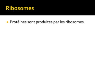RibosomesProtéines sont produites par les ribosomes.