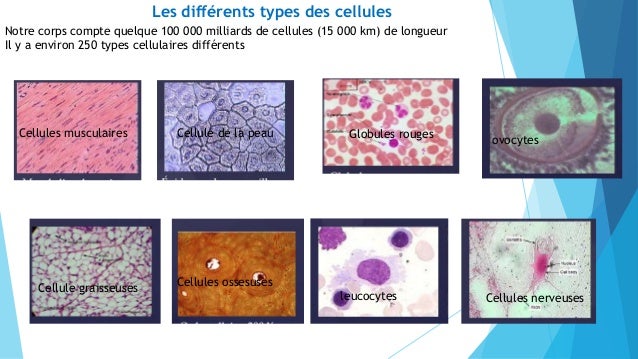 Cellules Vs Humain