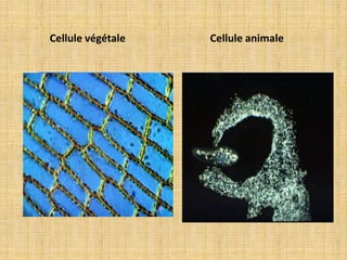 Cellule végétale et cellule animale