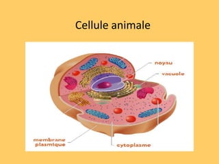 Cellule végétale et cellule animale