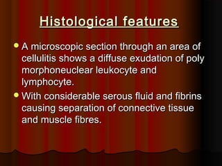 Histological featuresHistological features
A microscopic section through an area ofA microscopic section through an area of
cellulitis shows a diffuse exudation of polycellulitis shows a diffuse exudation of poly
morphoneuclear leukocyte andmorphoneuclear leukocyte and
lymphocyte.lymphocyte.
With considerable serous fluid and fibrinsWith considerable serous fluid and fibrins
causing separation of connective tissuecausing separation of connective tissue
and muscle fibres.and muscle fibres.
 