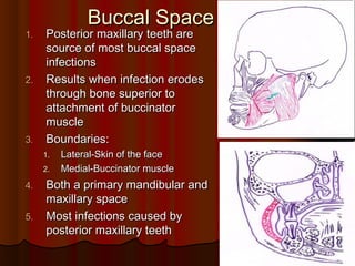 Buccal SpaceBuccal Space
1.1. Posterior maxillary teeth arePosterior maxillary teeth are
source of most buccal spacesource of most buccal space
infectionsinfections
2.2. Results when infection erodesResults when infection erodes
through bone superior tothrough bone superior to
attachment of buccinatorattachment of buccinator
musclemuscle
3.3. Boundaries:Boundaries:
1.1. Lateral-Skin of the faceLateral-Skin of the face
2.2. Medial-Buccinator muscleMedial-Buccinator muscle
4.4. Both a primary mandibular andBoth a primary mandibular and
maxillary spacemaxillary space
5.5. Most infections caused byMost infections caused by
posterior maxillary teethposterior maxillary teeth
 