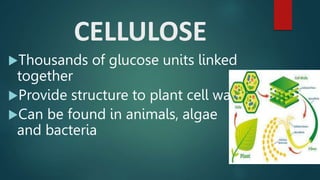 CELLULOSE
Thousands of glucose units linked
together
Provide structure to plant cell wall
Can be found in animals, alga...